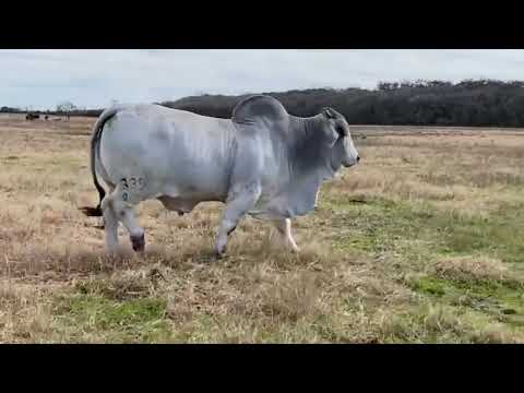 JDH Benelli De Manso 339/9