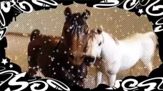Wonder(if she&#39;ll get it)- schleich horse music video
