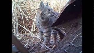 preview picture of video 'Bobcat at Mesilla Valley Bosque State Park'