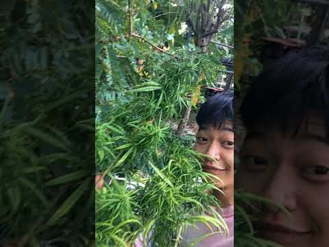 Pxtdroz - Mao (official Audio)