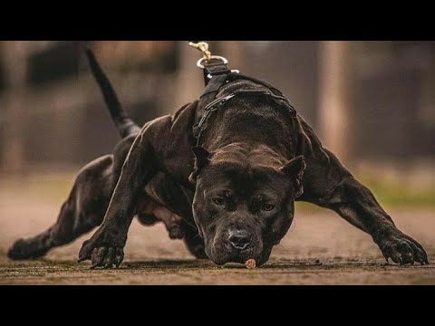 2Pac ft. Tech N9ne, Freddie Gibbs & Young Buck - Remix Slayers