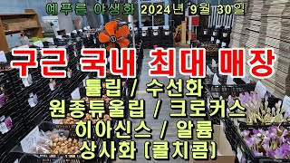 2024년9 29 ) 튤립 수선화 원종튤립 크로커스 히아신스 콜치콤 최대매장