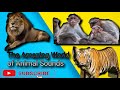 Calling All Creatures The Amazing World Of Animal Sounds