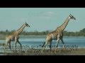 Learning All About Animals Around The World Alligators To Zebras With Healing Music