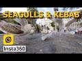 Seagulls Fighting For A Kebab In Varna Bulgaria