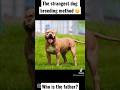 Breeding Female XL Pitbull With 2 Males At The Once What Happens Dual Sire Reels