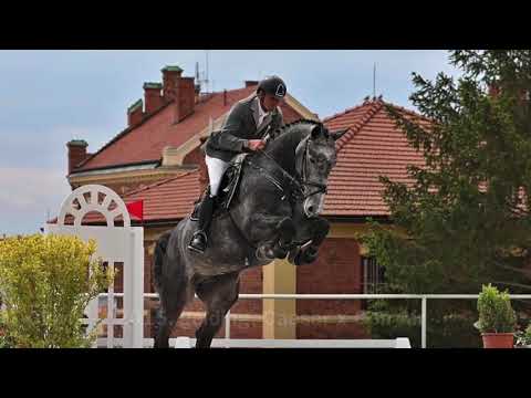 FOR SALE - Clovis - *2015, gelding, Caesar ( Colman) x Con Air, www.salesporthorses.com