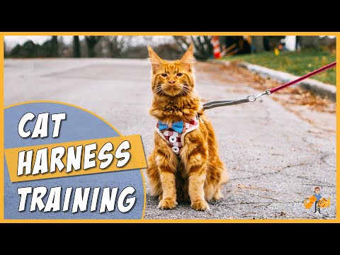 Why You Should Walk Your Cat - Top Cat Harness Training Tips