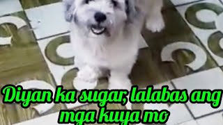 Download lagu Diyan ka sugar, lalabas ang mga kuya mo. @Pinoykatvofficial  mp3