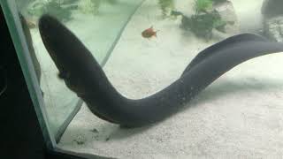 Download lagu Electric Eel Feeding with Sound mp3