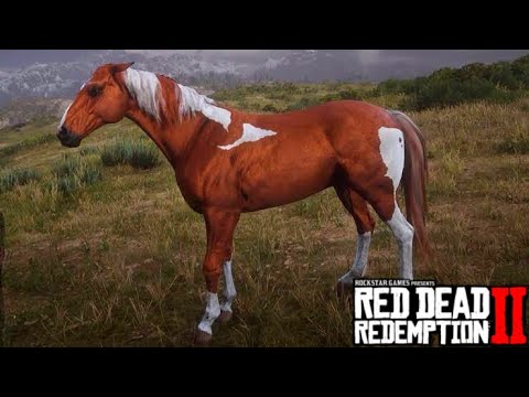 domando o LINDO kentucky saddler! No Red Dead Redemption 2