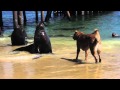 Sea Lion Barks At Dog
