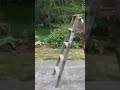 Walking Ladder Mr Krabs Sound Effect