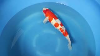 video van Sanke  2111009