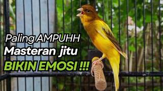 Download lagu KENARI GACOR Cuit CUIT BIRAHI UNTUK PANCINGAN & MASTERAN Kenari PAUD AGAR BUNYI mp3