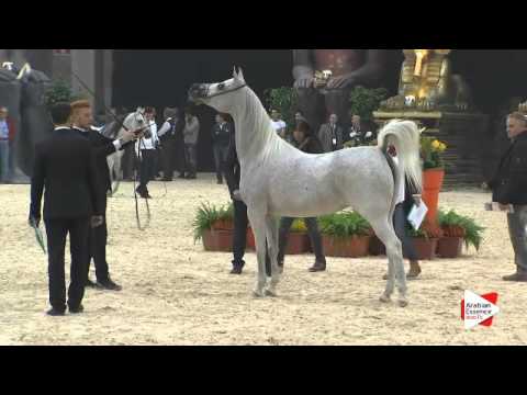 N 46 MIZAR DI LORIS   Gran Prix 2015   4+ year old mares Class G