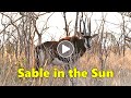 Sable In The Late Afternoon Sun