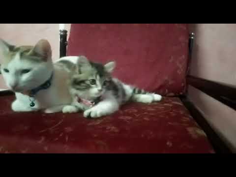 Anbu sagotharigal nangal subscribe like comment share my dear friends