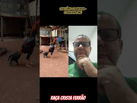 Em Coqueiral no Sul de Minas Gerais: Criatório Coqueiral - Raça Crista Ferrão! OK? 👍😃
