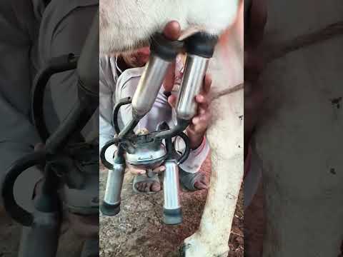#pets #cow #dairy #dairyfarming #cows #farming #dairyindustry #shortsvideo #dairyfarm #milk #shorts