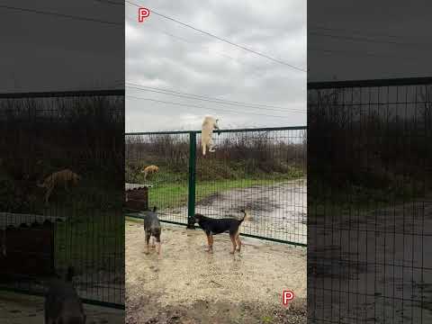 собаки бувають різні