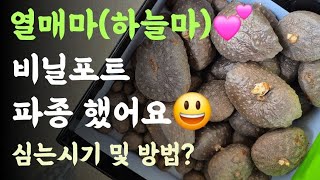 열매마(하늘마)
