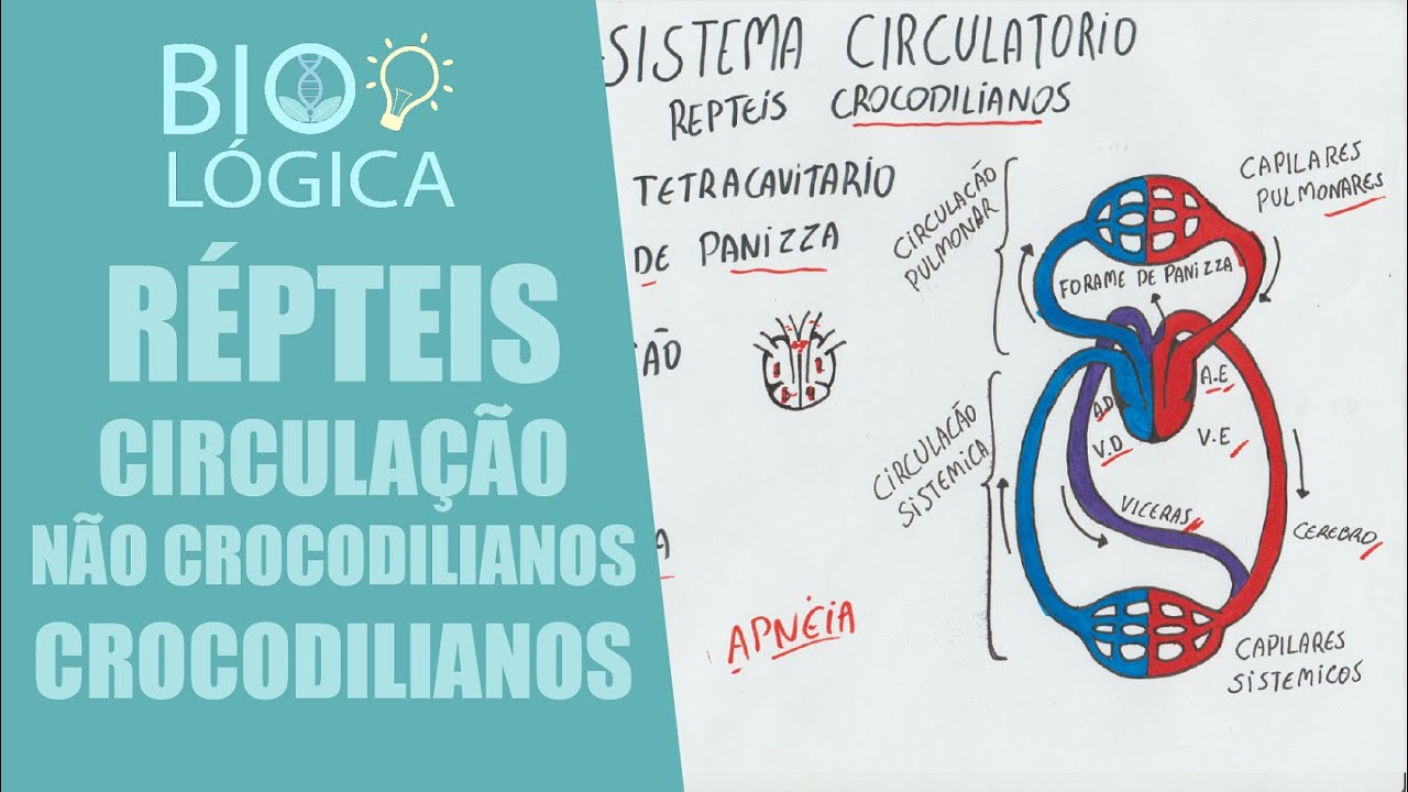 BIO LÓGICA! REPTEIS - CIRCULAÇÃO DE NÃO CROCODILIANOS E CROCODILIANOS (FORAME DE PANIZZA)