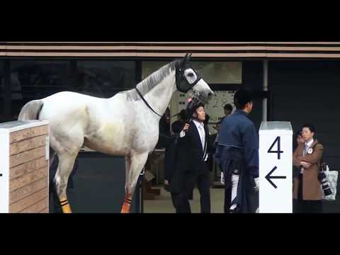 2018/12/22(土) 中山大障害 アップトゥデイト 馬運車に乗るまで