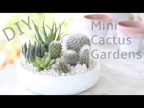 download lagu mp3 mp4 Mini Cactus Garden Ideas, download lagu Mini Cactus Garden Ideas gratis, unduh video klip Mini Cactus Garden Ideas