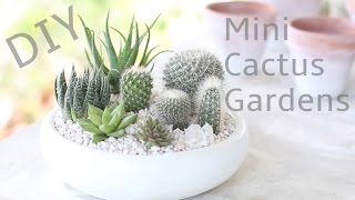 DIY Mini Cactus Gardens