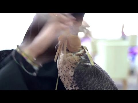 Saudi festival's first competitive female falconer