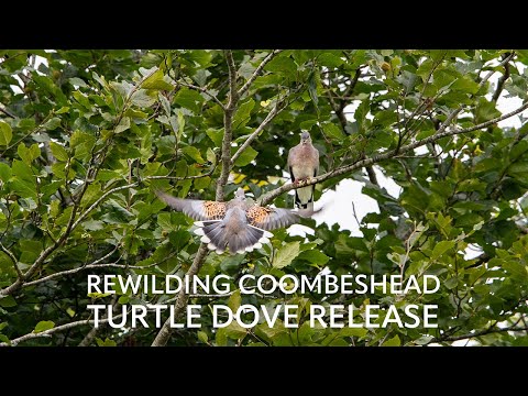 Rewilding Coombeshead Turtle Dove Release - Returning Turtle Doves to the Landscape