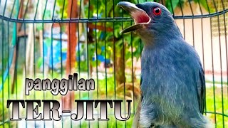 Download lagu srigunting abu abu gacor PANCINGAN SUARA PANGGILAN TER AMPUH mp3