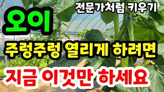 오이 전문가처럼 곁순제거하면서 이것도 같이해야 마디마다 달려요 #오이곁순제거 #오이키우기 #오이웃거름 #오이…