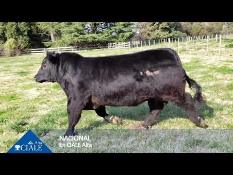 CIALE Alta Toro NACIONAL- Angus Negro