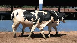 Vídeo 208 - 1ª ETAPA MEGA LIQUIDAÇÃO TOTAL AGROPECUÁRIA MARAJOARA - DIA 4 | GADO GIROLANDO E HOLANDÊS