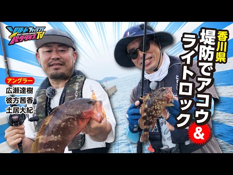 香川県・堤防でアコウ＆ライトロック（ソルパラTV・第153回2023年8月31日放送）
