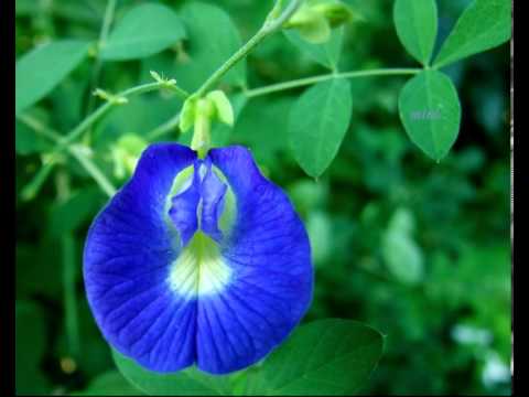 Ee Neela Tharaka Mizhikal..!!(Mini Anand)