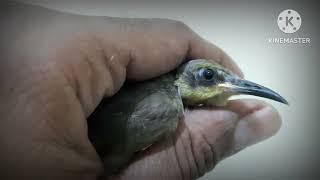 Download lagu Membedakan cucak kombo ijoan betina dan jantan mp3