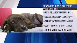 Scammers providing fake licenses to sell puppies, dogs