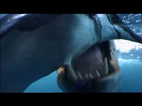 Animals Like Us - Animal Play