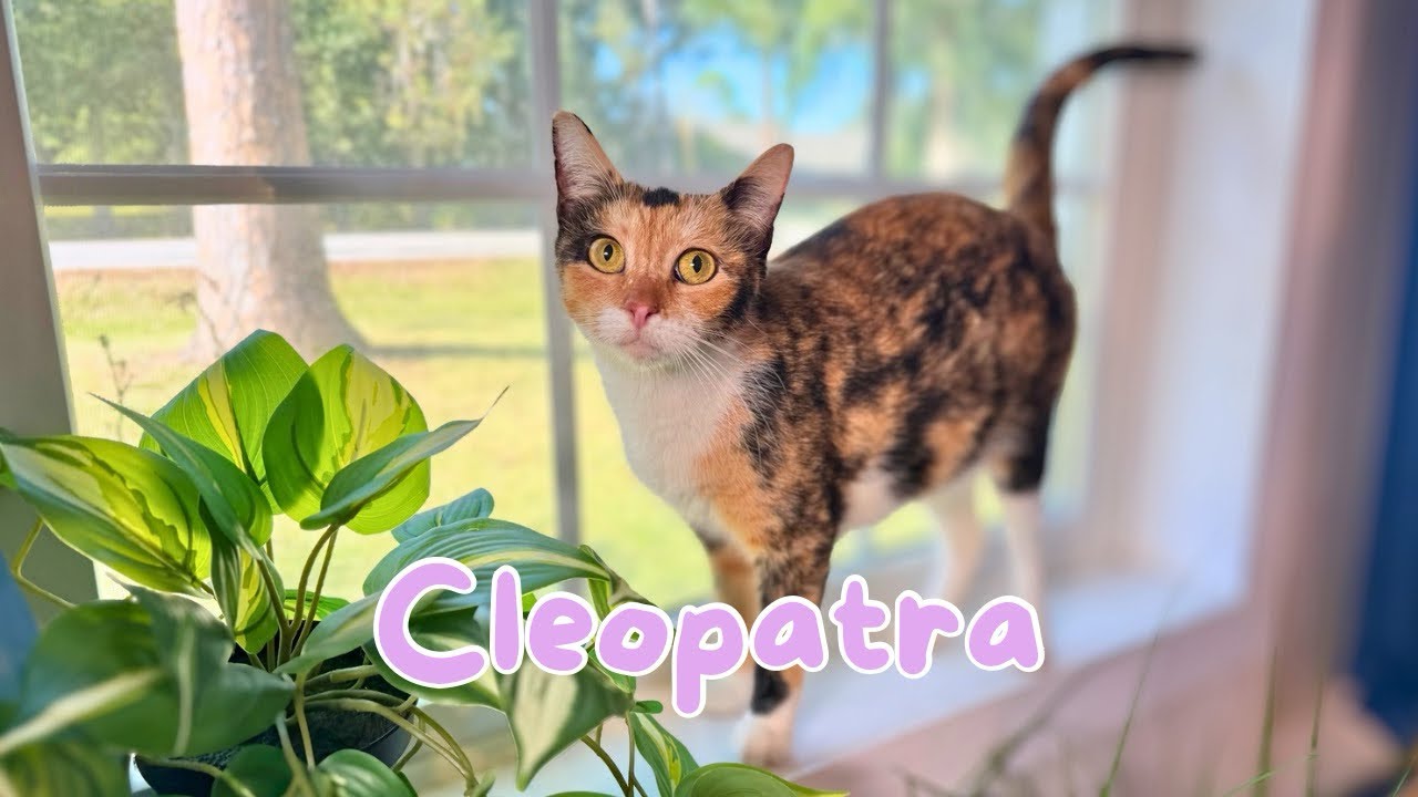 Enlarge Cleopatra Bonfire, a Adoptable mixed breed in Indianapolis, IN video 6/6