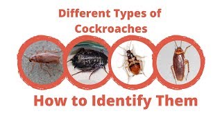 Different Types of Cockroaches - Maggie