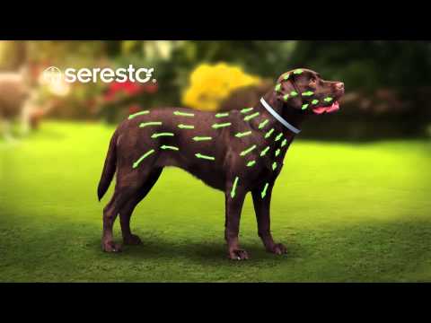 bayer seresto halsband fur kleine hunde unter 8 kg online kaufen