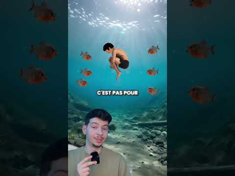 On t'a menti sur les piranhas 🐟 #animaux #piranhas #poisson