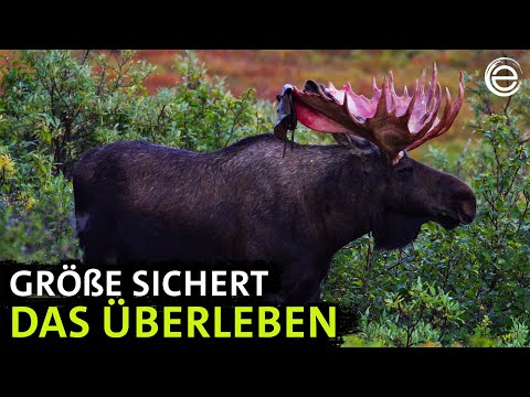 Alaskas Welt der Giganten | Erlebnis Erde