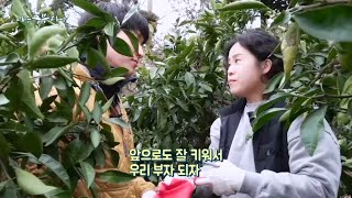 [놀멍쉬멍 감귤 부부의 제주살이] 손발이 척척!! 눈빛만으로도 애정이 가득한 감귤 부부~!