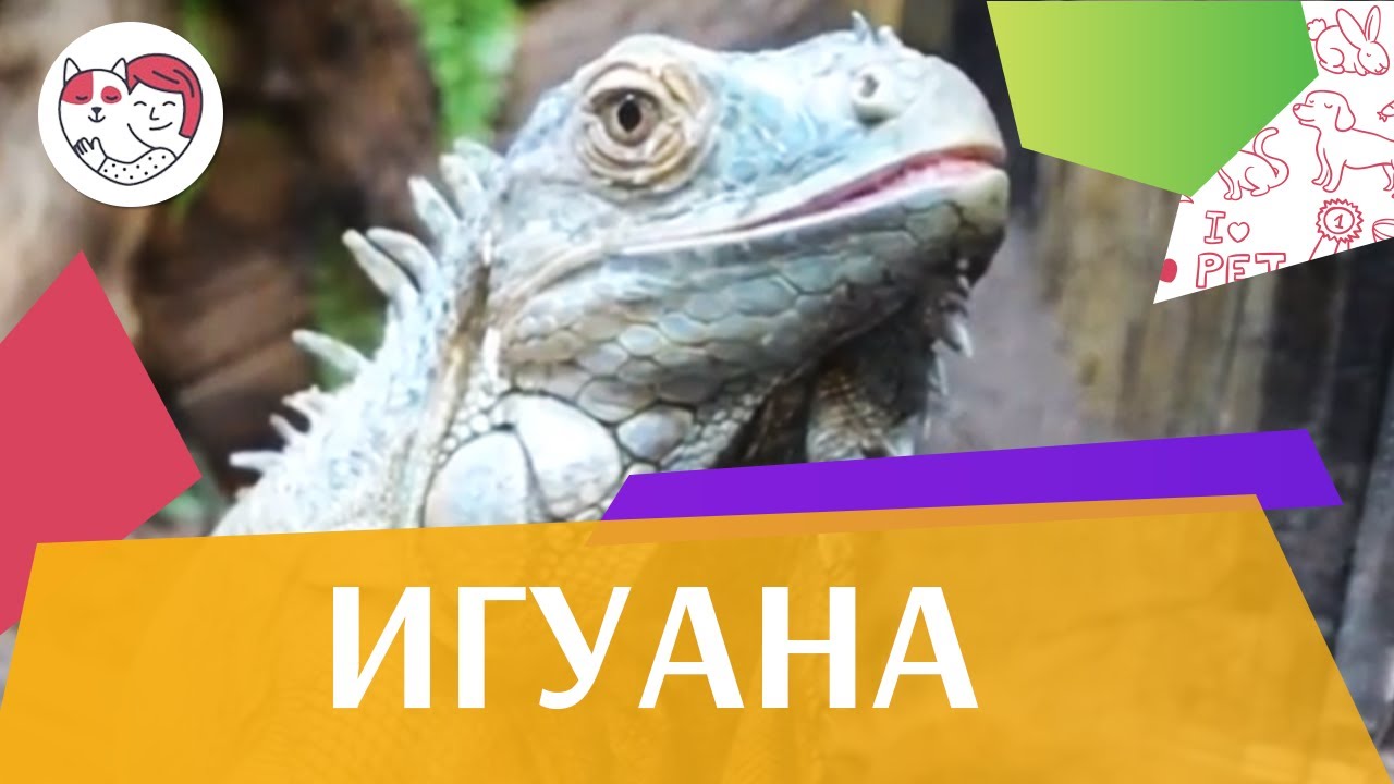 Игуана Внешний вид на ilikepet