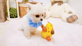 ハーフ犬の動画02