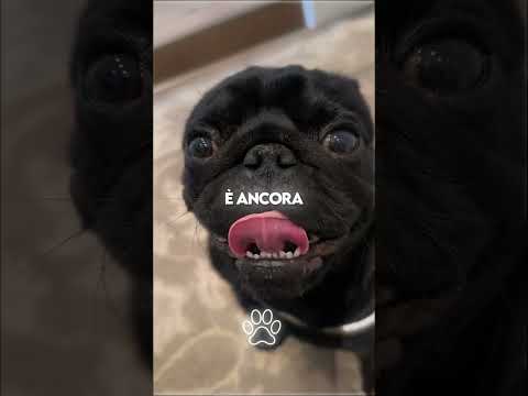 ⚠️  I 3 Punti Più M*rtali del Tuo Cane 💔 L’Ultimo è il Più Pericoloso